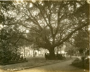 historic photo of large oat tree, man standing next to tree is very small for scale