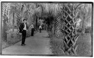 historic photo of sidewalk lines with palm trees. 3 men standing along the sidewalk