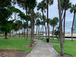 modern photo of sidewalk lined with tall palm trees. river visible in background