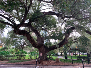 modern photo of large oak tree