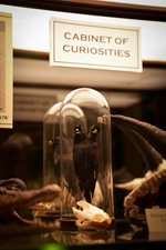Cabinet-of-Curiosities_rev.jpg