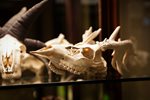 Curiosities_1_rev.jpg