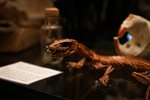 Curiosities_2_rev.jpg