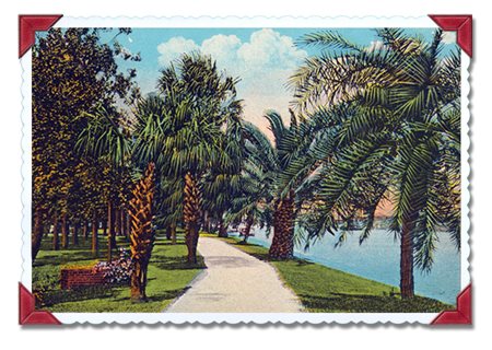 sidewalk surrounded by green grass and palm trees