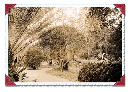 two cannons, hidden among lush plants and walkways
